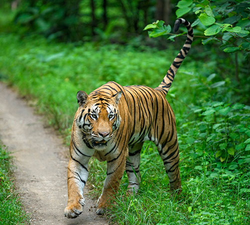 1 Night 2 Days in Pench National Park