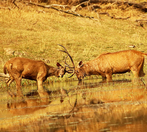 2 Night 3 Days in Pench National Park