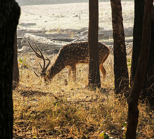 4 Night 5 Days in Pench National Park